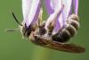 Andrena sp.